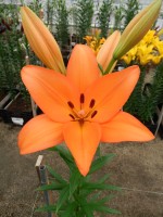 [5094 Amiga VWS No02.JPG]